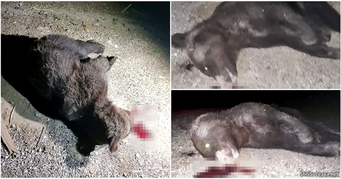 Animalul împuşcat a fost fotografiat de localnici imediat după atac FOTO stirisuceava.net