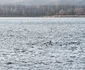 Imagine realizată cu Xiaomi Redmi Note 14 Pro 5G - lebede și rațe pe lac Foto Daciana Stoica pentru Adevărul
