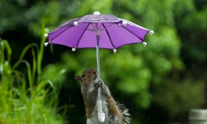 Neam de neamul  veverițesc nu a  știut de unde se  închide umbrela    jpeg