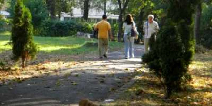 Bistriţa: Parcul Municipal scapă de arborii perimaţi