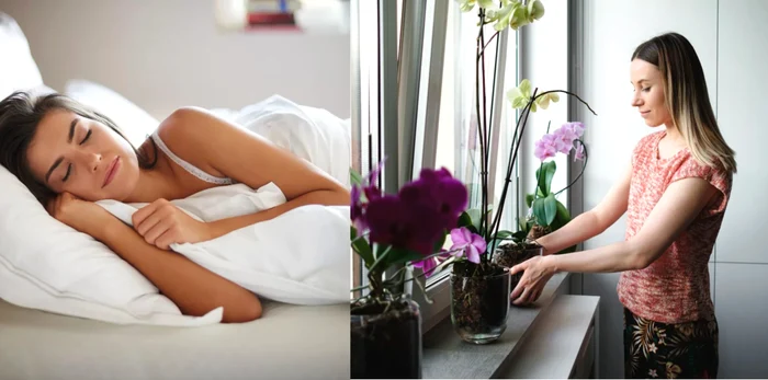 plante pentru somn odihnitor (1) jpg