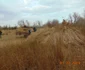 Insula Ceaplace de pe lacul Sinoe din Delta Dunării consolidată pentru pelicanul creţ Sursa ARBDD