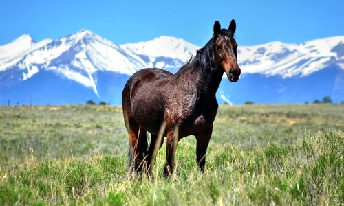 Studiu: Toți armăsarii domestici din prezent au un singur strămoș comun  jpeg