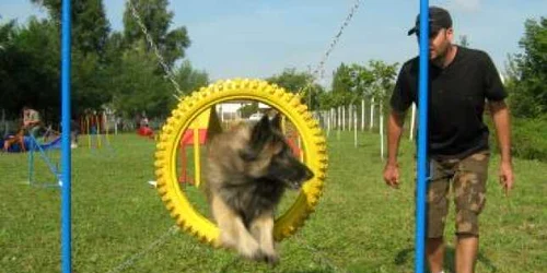 Satu Mare: Spectacol de agilitate canină cu patrupede campioane