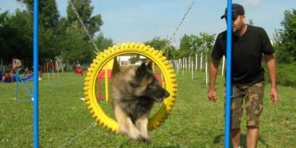 Satu Mare: Spectacol de agilitate canină cu patrupede campioane