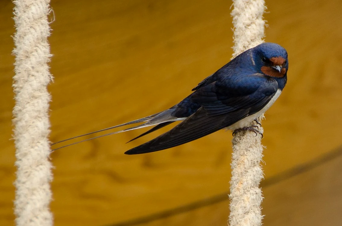 
    O rândunică a venit lângă tine, în balconul casei? Vei fi avansată în carierăFoto: pixabay.com  