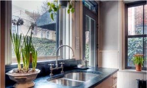 planta langa chiuveta jpg