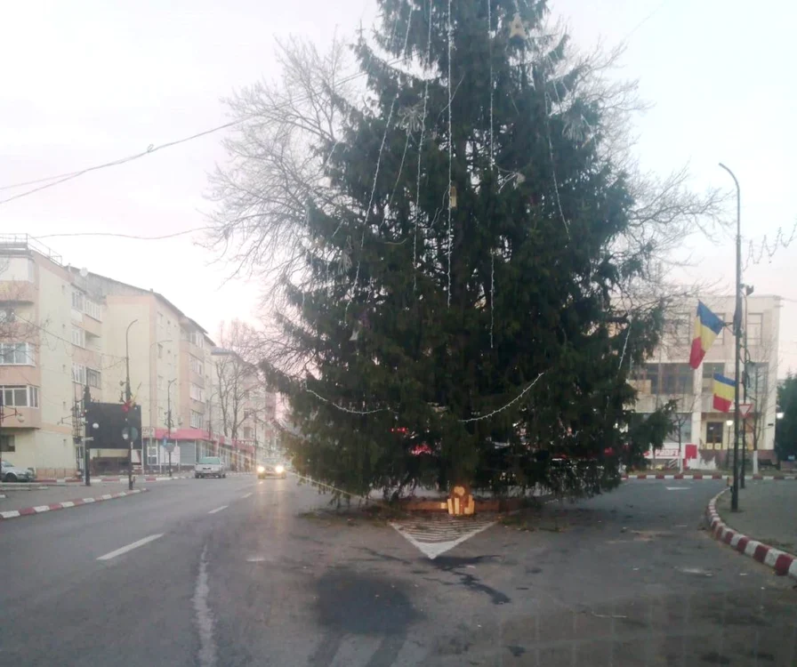 Bradul din mijlocul in tersecţiei