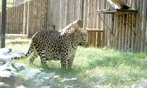 Samba are 16 ani  și a fost primit  cadou din Franţa jpeg