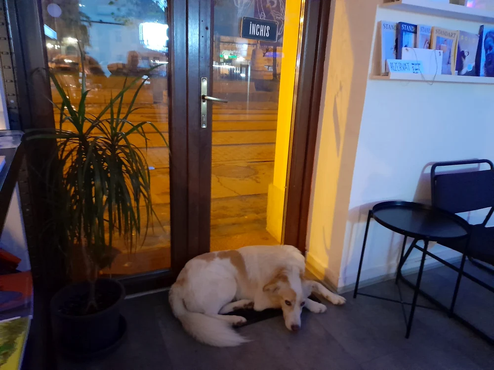 Un câine cuminte într-o cafenea din Timișoara FOTO Alice Moldovan
