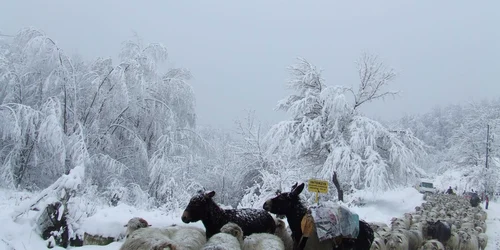 Crescatorii de oi pot accesa credite mai usor