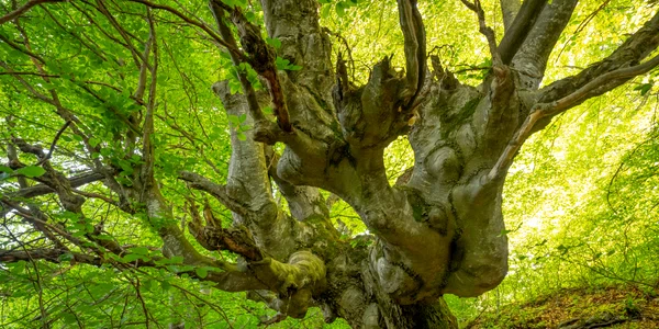 Fag  campanie arboricupovesti Foto Daniel Mirlea jpg