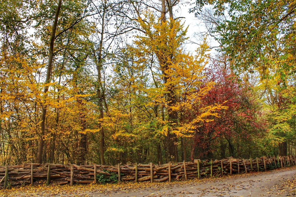 leaves 3994469 1280 jpg