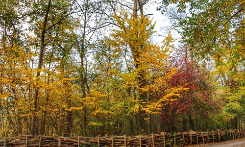 leaves 3994469 1280 jpg