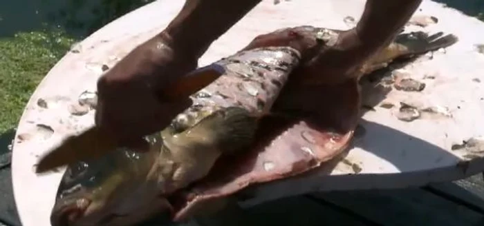 Chef Scărlătescu a preparat pentru invitaţii săi un crap de peste 6 kilograme (captură: Acasă TV)