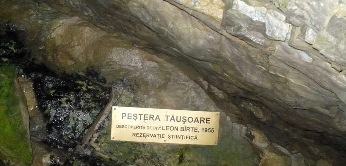 pestera tausoare 1