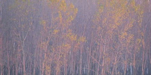 Patru bărbaţi sunt cercetaţi pentru furt de lemne