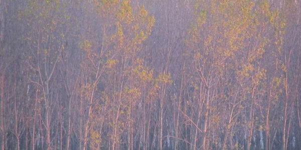 Patru bărbaţi sunt cercetaţi pentru furt de lemne