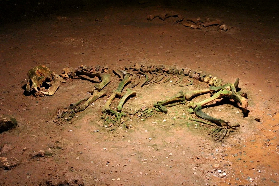 Scheletul unui urs de cavernă, găsit în Peștera Urșilor  Sursa FOTO Wikipedia 