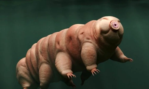 Tardigrade jpeg