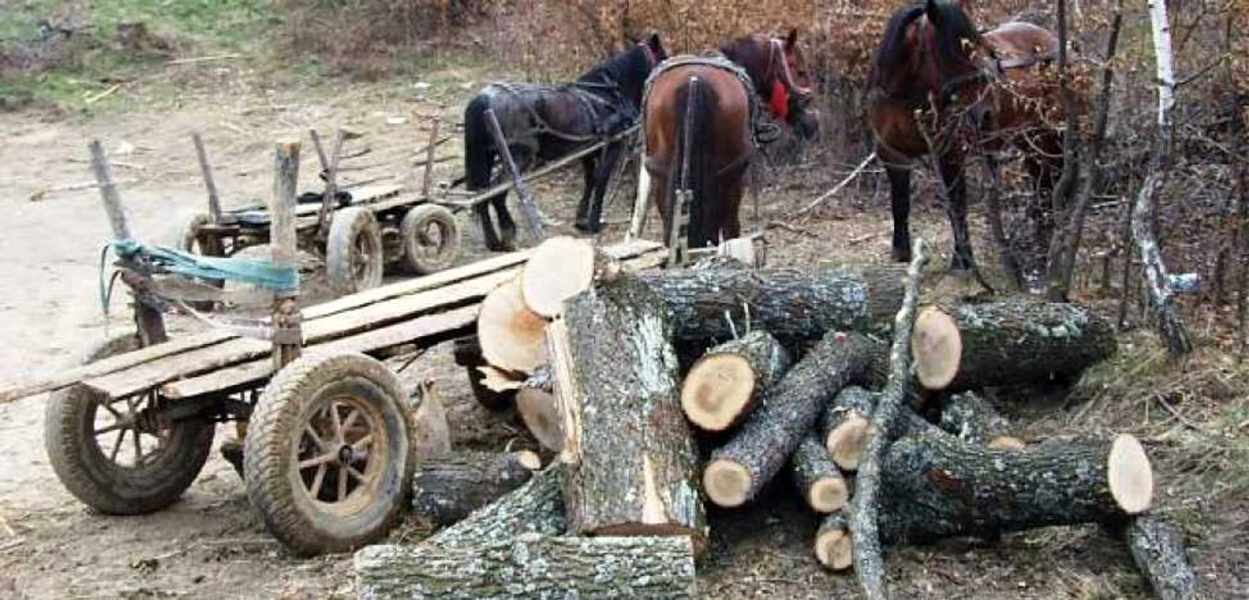 Căruţele cu care hoţii transportau lemne au fost acroşat de un autoturism Foto: arhivă Adevărul
