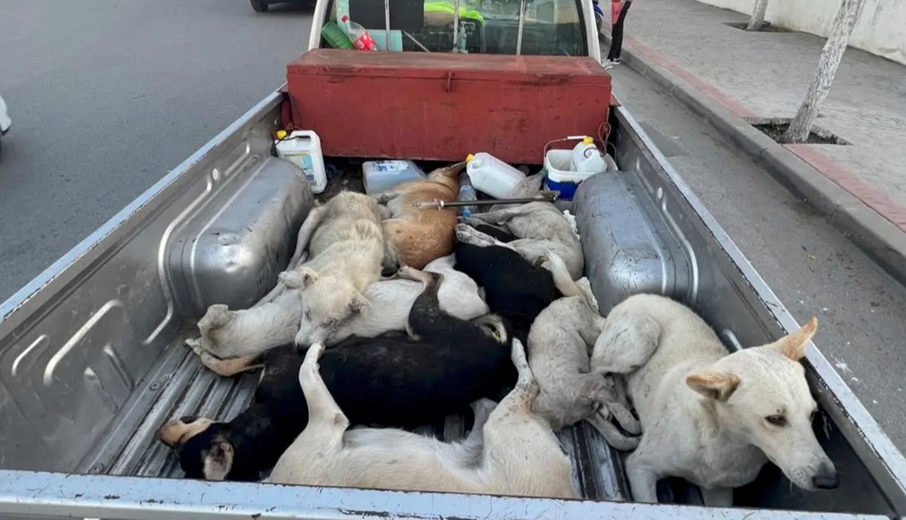 Scandal înainte de Cupa Mondială din 2030. Milioane de câini fără stăpân ar urma să fie împușcați și otrăviți pentru a se curăța orașele marocane