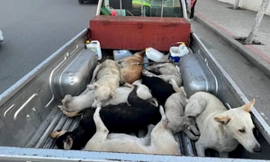 caini ucisi foto x @Pets Mag jfif