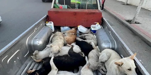 caini ucisi foto x @Pets Mag jfif