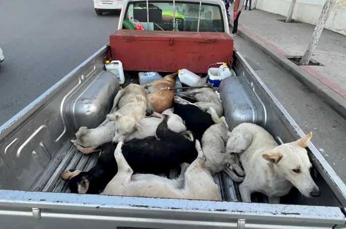Marocul, acuzat că ar pregăti uciderea a trei milioane de câini fără stăpân FOTO: X/ @Pets_Mag