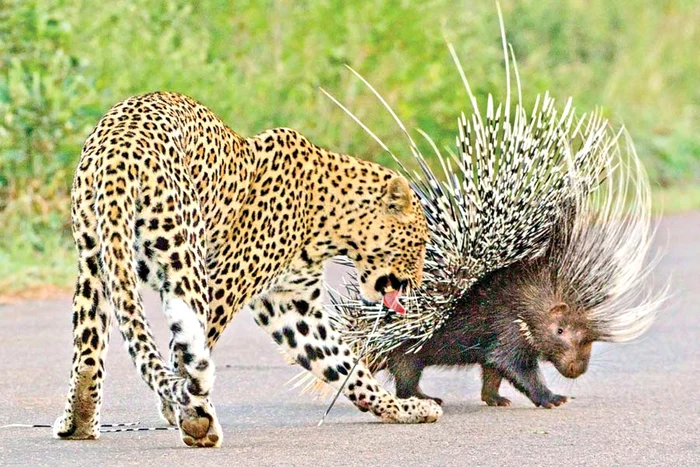 În loc de cărniţă, ţeposul i-a oferit doar un ac (Fotografii: Photoland/Caters)