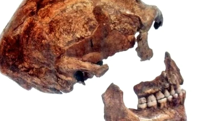 Neanderthalienii apreciau medicina naturistă jpeg