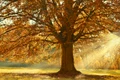 tree 4637270 1280 jpg