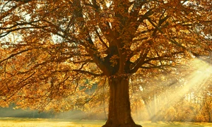 tree 4637270 1280 jpg