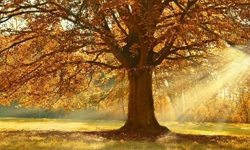 tree 4637270 1280 jpg