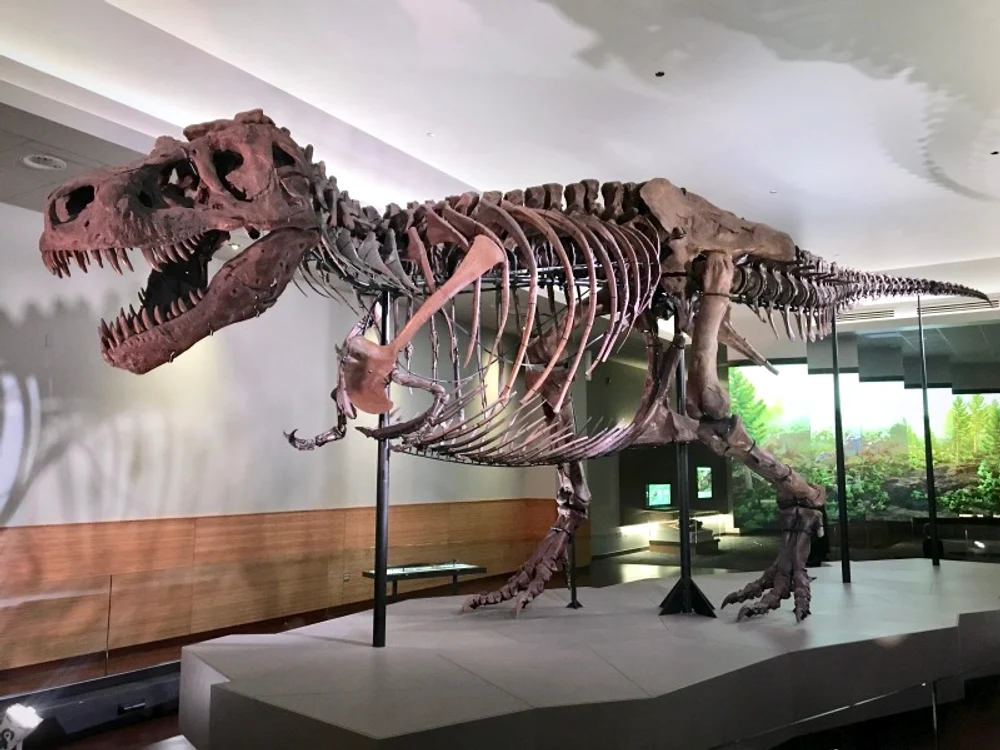 Tyrannosaurus rex Sue jpg jpeg