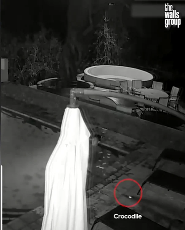 Crocodilul a fugit în piscina în care se aflau cei doi / foto: captură Facebook