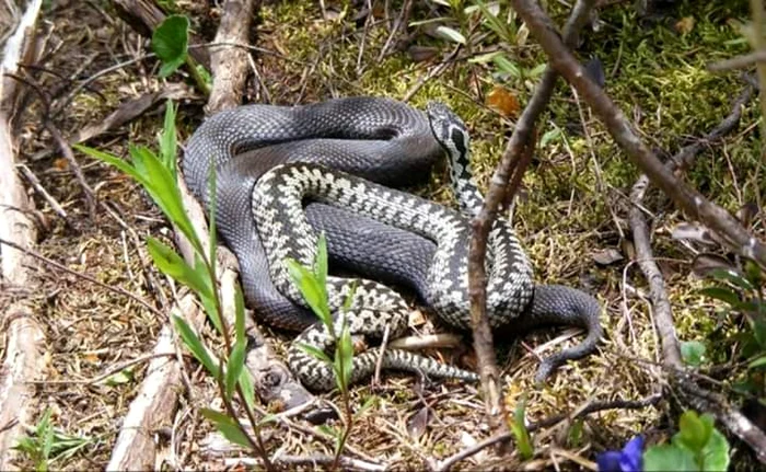 Un alt șarpe, tot în Năvodari