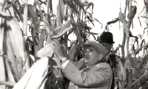 Neglijarea agriculturii în perioada comunistă jpeg