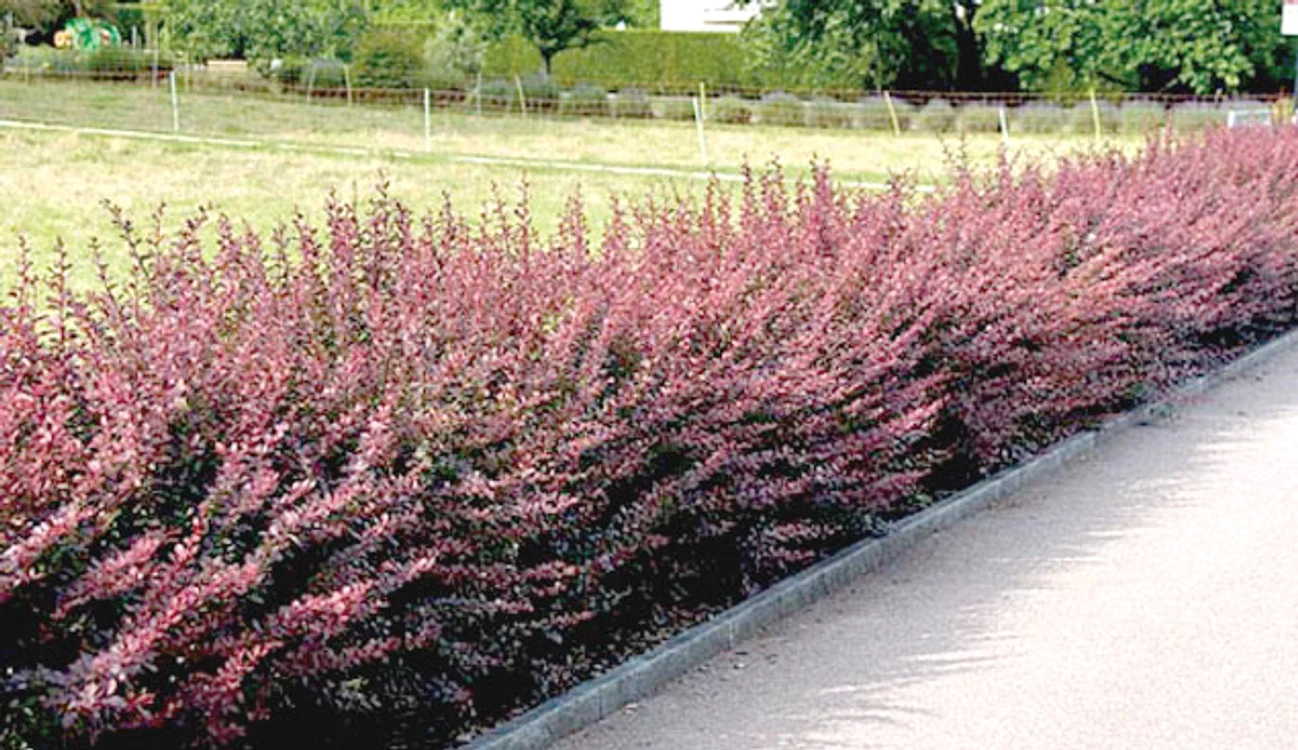 Berberis  Atropurpurea,  arbust decorativ  originar din Asia