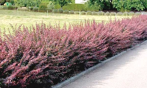 Berberis  Atropurpurea,  arbust decorativ  originar din Asia jpeg