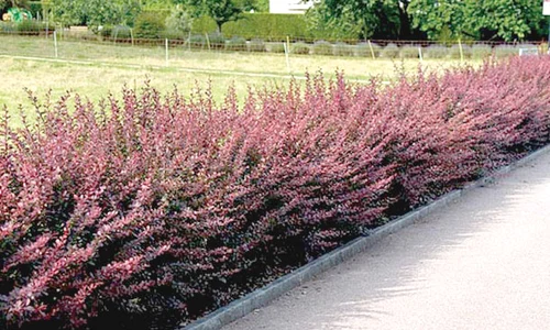 Berberis  Atropurpurea,  arbust decorativ  originar din Asia jpeg