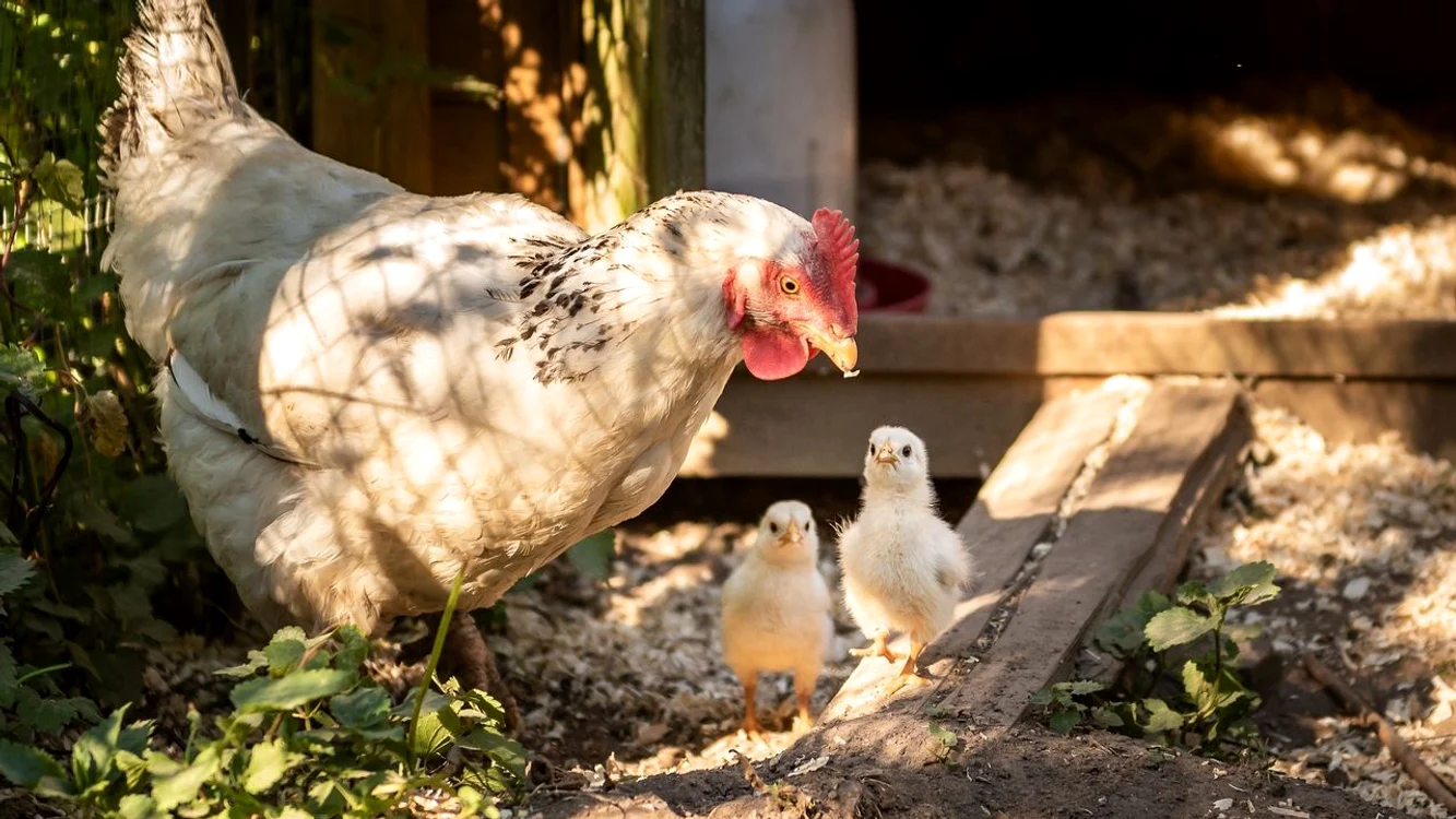Câte animale ai voie să crești la curte/sursă foto: arhivă