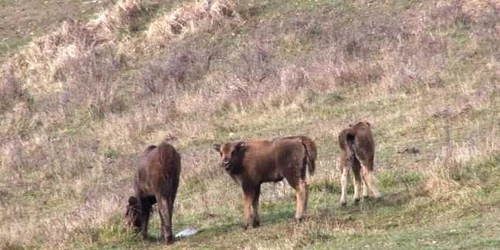 Cinci pui la Zimbrăria "Neagra" de la Bucşani