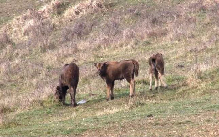 Zimbrii sunt îngrijiţi cu mare atenţie iarna. În lipsa hranei din pădure de pe timpul verii, zeci de tone de fan, porumb, orz şi ovăz, toate completate cu morcovi, ajung la ei