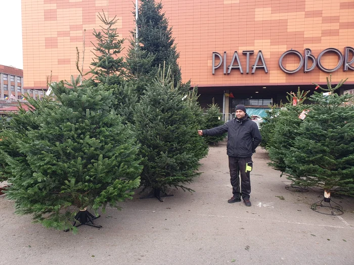 În cea mai mare piață din România, în Oborul bucureștean au apărut brazii naturali