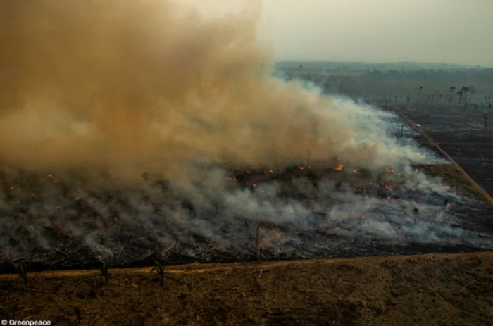 incendiu amazonia sursa foto greenpeace via newsro