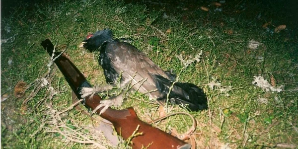 Bărbatul încerca să prindă fazani şi iepuri de câmp