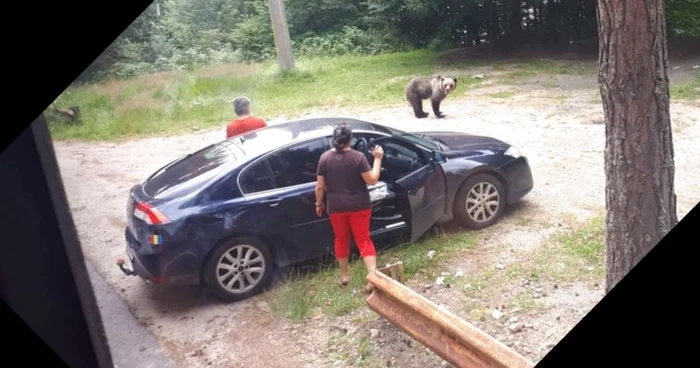 VIDEO TuriÅti speriaÅ£i de o ursoaicÄ cu pui lÃ¢ngÄ Vidraru. Oamenii au fost salvaÅ£i de un autocar cu elevi veniÅ£i Ã®n tabarÄ