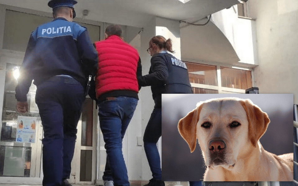 Bărbat reținut de Poliția Animalelor, la Hunedoara. A abuzat sexual un labrador