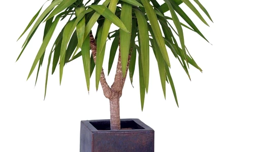 yucca îngrijire jpeg